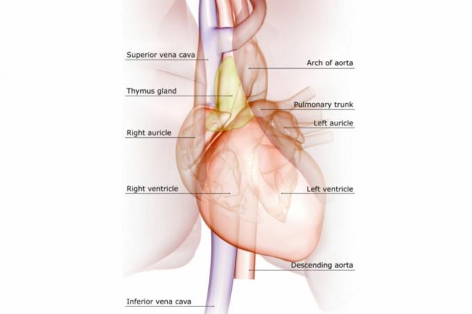 Главне вене и артерије срца означене су на дијаграму.