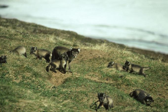 Ако хране има у изобиљу, арктичка лисица може родити до 25 штенаца!