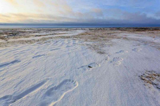 Трагови поларног медведа у унутрашњости прекривених снегом Канаде и Аљаске где се формира континентални поларни ваздух