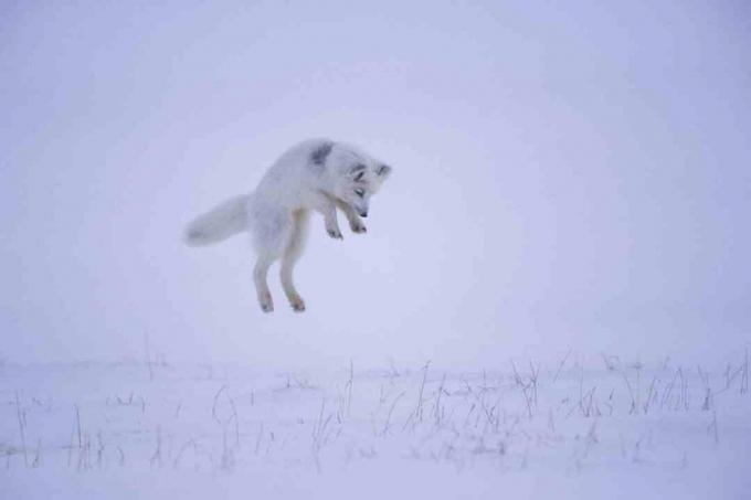 Кад арктичка лисица чује глодара испод снега, она скаче у ваздух и тихо налети на плен одозго.