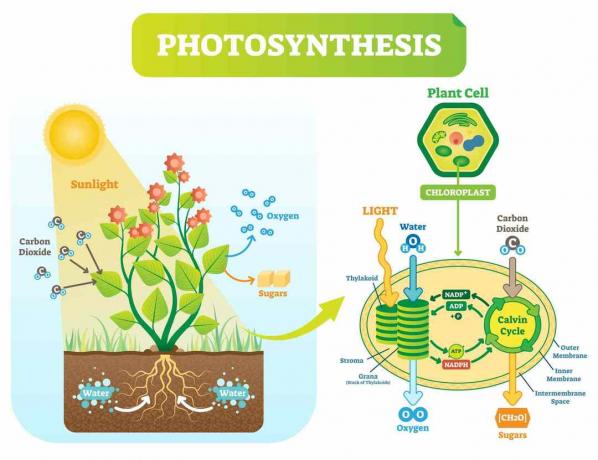 Дијаграм фотосинтезе