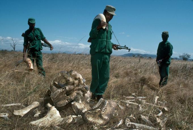 МИКУМИ, ТАНЗАНИЈА - ЈУЛИ 1989.: Паркерски ренџери, који зарађују 70 америчких долара месечно, одузетом кљовом слоноваче од слоноваче у вредности од 2700 америчких долара, у Националном парку Микуми, Танзанија. Ренџери стоје поред посмртних остатака бика слона којег су убили проповједници.