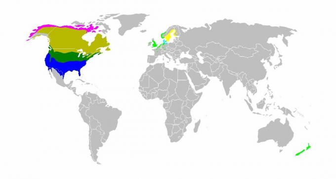 Карта света која приказује станиште канадских гусака.