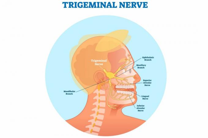 Тригеминални нерв