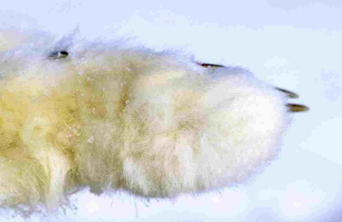 Арктичка лисица има дебело крзно које прекрива стопала.