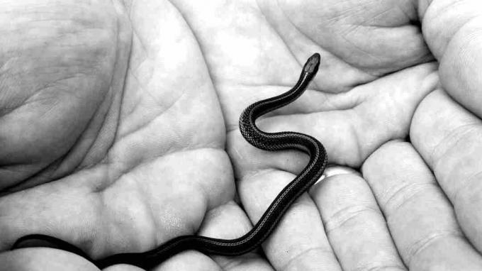 Новопечене црне мамбе змије морају да се брину за себе.