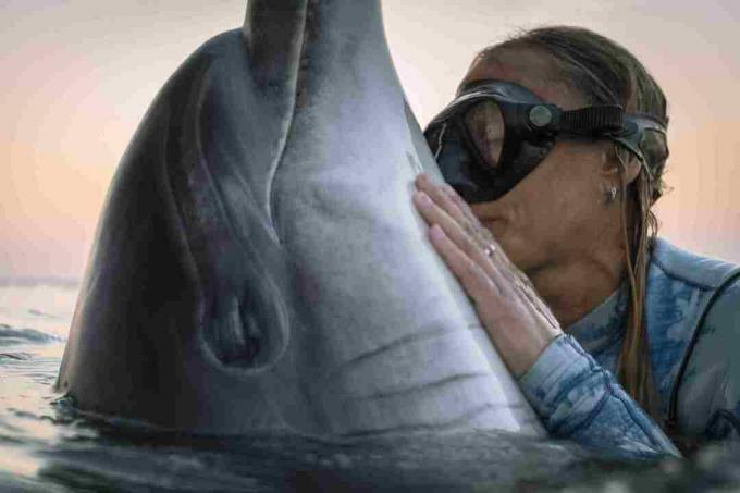 Интеракције између људи и делфина са насипима су обично пријатељске.