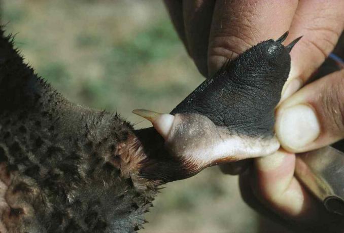 Мужјак платипса има отровну искру на задњем уду.