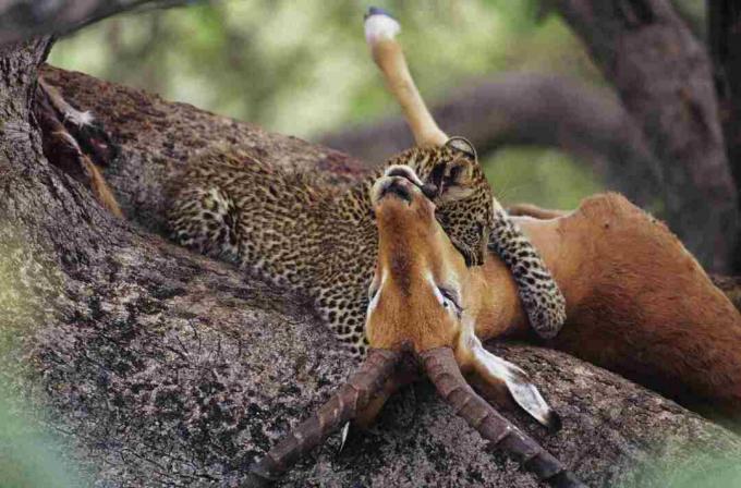 Леопард (Пантхера пардус) једе лешину на дрвету, Кенија