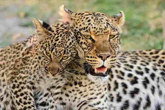 Портрет леопарда са леопард младунчетом, Боцвана